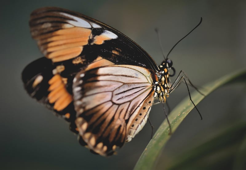 Butterfly Consequences
