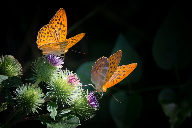 Butterfly